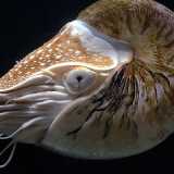Potrebbero addirittura esistere specie non ancora conosciute dall�uomo? Beh � quello che � avvenuto con il Nautilus, il cosiddetto �fossile vivente�. Si tratta di un genere di mollusco cefalopode tetrabranchiato, considerato estinto sino al 1829, anno in cui fu avvistato, vivo, nell�Oceano Indiano (Foto di Hans Hillewaert)
